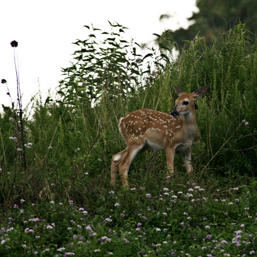无人,方图,室外,白天,鹿,野生动物,美国,野花,草,动物,摄影,白尾鹿,小鹿,田纳西,彩图