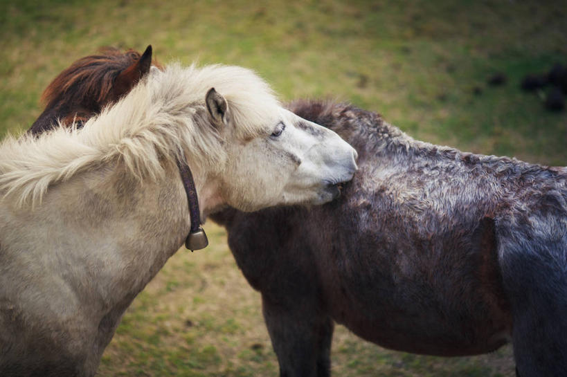 无人,站,横图,室外,白天,马,尼泊尔,草,动物,两只,家畜,摄影,爱抚,彩图