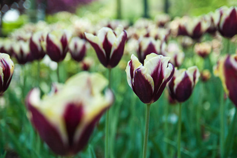 无人,横图,室外,白天,郁金香,美国,田地,花,紫色,自然,摄影,生长,脆弱,清新,俄亥俄州,彩图