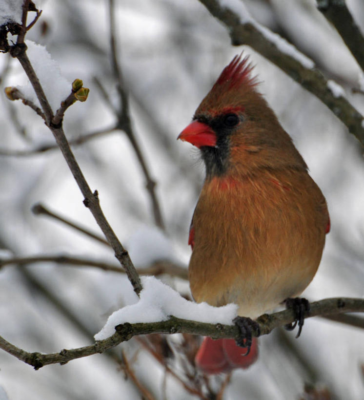 无人,竖图,室外,特写,白天,雪,野生动物,加拿大,鸟类,冬天,枝,自然,寒冷,摄影,栖息,彩图,红衣主教