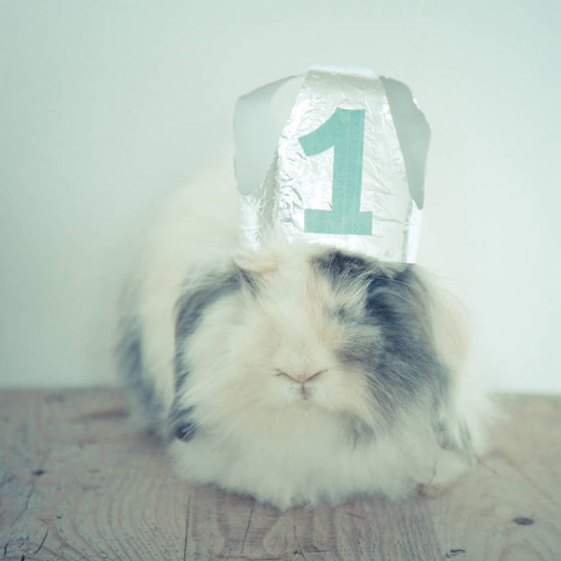 无人,坐,方图,室内,生日,建材,地板,建筑,哺乳动物,宠物,荷兰,庆祝,兔子,标志,材料,木板,木材,数字,文字,字符,地面,标识,木地板,木柴,动物,摄影,建造,阿拉伯数字,木料,幽默,兔,家兔,派对帽,硬木,闭着眼睛,彩图