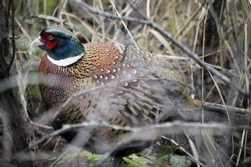 无人,横图,室外,白天,侧面,野生动物,加拿大,鸟类,枝,摄影,环颈雉,彩图