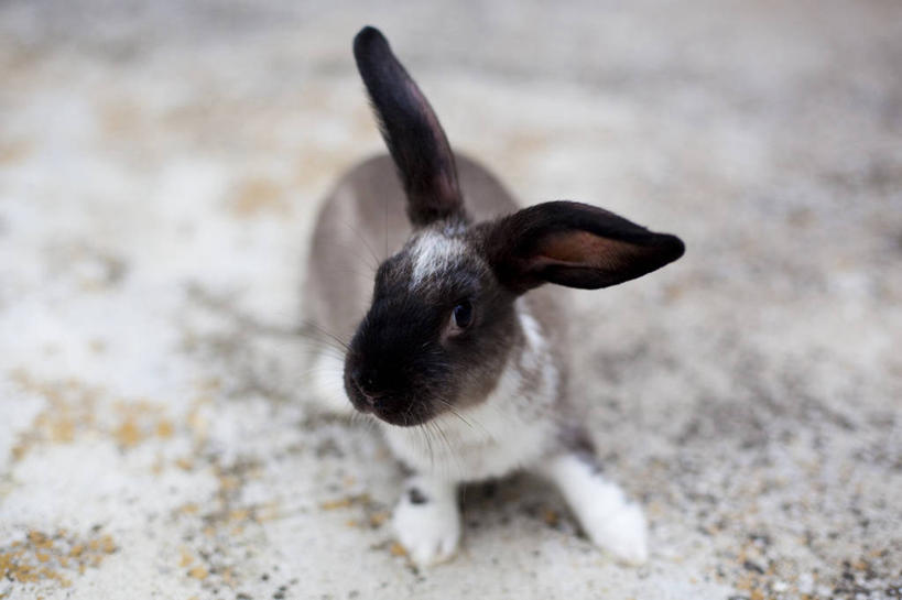 无人,横图,室内,特写,宠物,西班牙,巴塞罗那,摄影,肖像,家兔,彩图