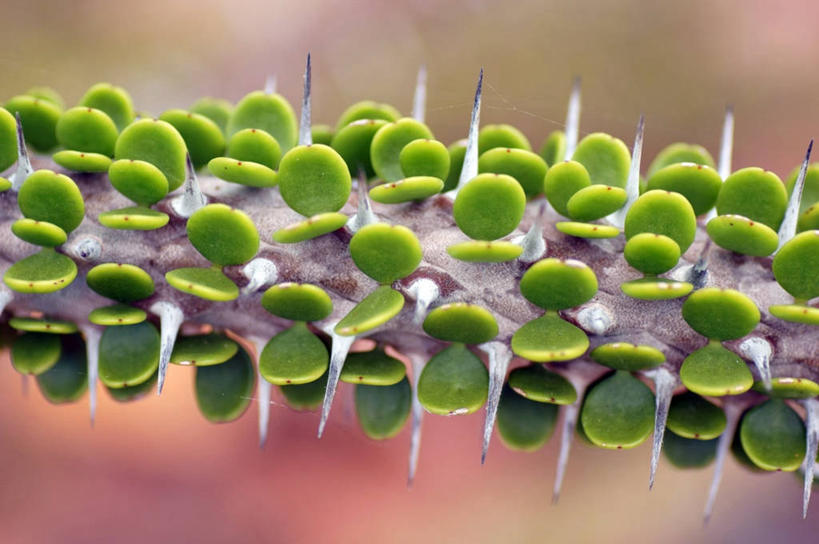 无人,横图,室外,白天,仙人掌,澳大利亚,茎,摄影,生长,脆弱,荆棘,汤斯维尔,彩图