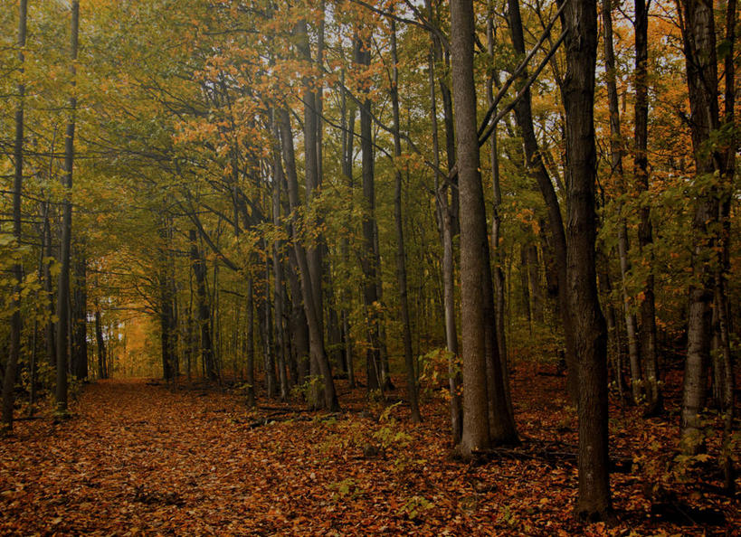 无人,横图,室外,白天,树林,叶子,加拿大,树,风景,自然,摄影,宁静,魁北克,秋天,彩图