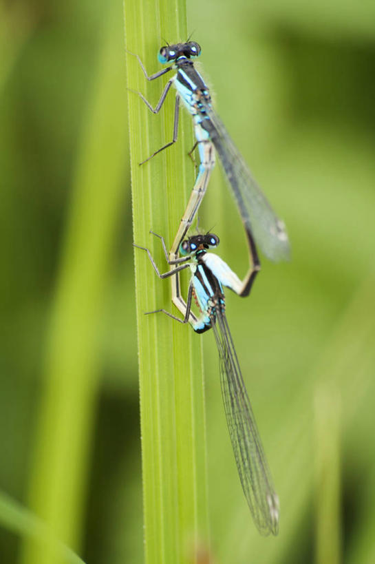 无人,竖图,室外,特写,白天,野生动物,英国,昆虫,草,绿色,动物,两只,摄影,交配,益虫,豆娘,坎布里亚,彩图,爱,动物行为