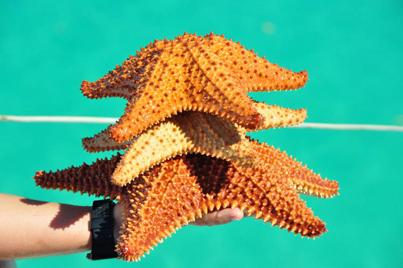 手,一个人,横图,室外,特写,白天,海星,加勒比海,三只,堆叠,平衡,摄影,部分,彩图