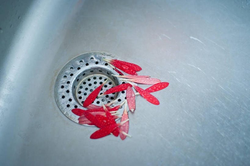 无人,横图,室内,特写,水,浴室,静物,德国,非洲雏菊,花瓣,红色,摄影,脆弱,清新,彩图,厨房水槽