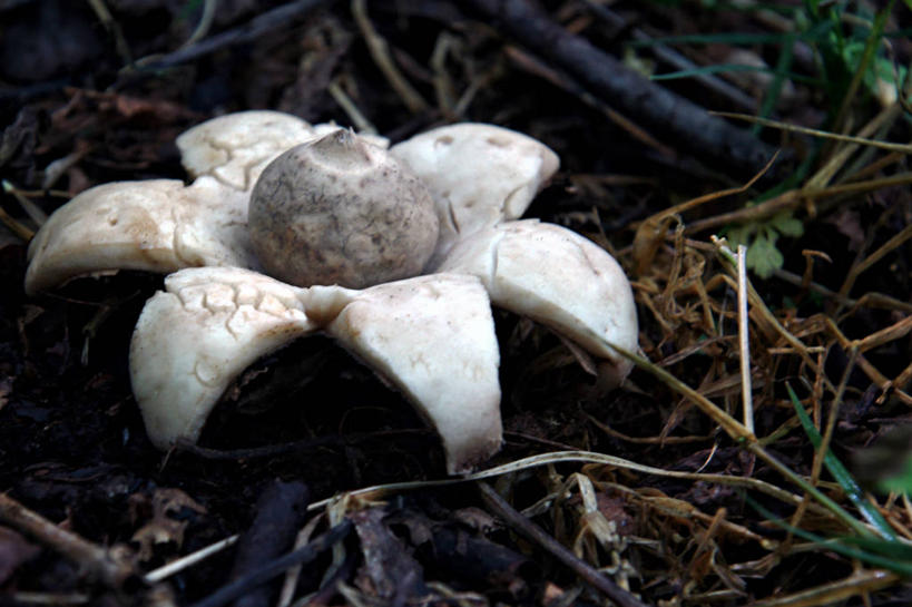 无人,横图,室外,特写,白天,法国,蘑菇,自然,星形,摄影,生长,彩图