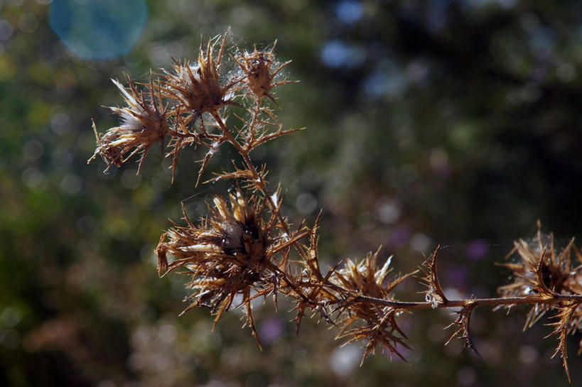无人,横图,室外,白天,法国,枝,花,自然,干花,蓟,摄影,生长,锋利,尖锐,改变,彩图