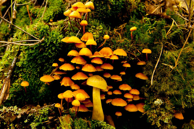 无人,横图,室外,白天,森林,瑞典,蘑菇,苔藓,黄色,绿色,自然,橙色,摄影,生长,脆弱,彩图