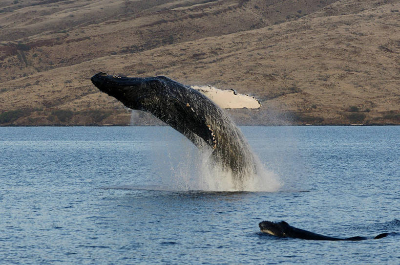 无人,横图,室外,白天,海洋,美国,溅,动物,两只,摄影,鲸,驼背鲸,太平洋岛屿,彩图,毛伊岛