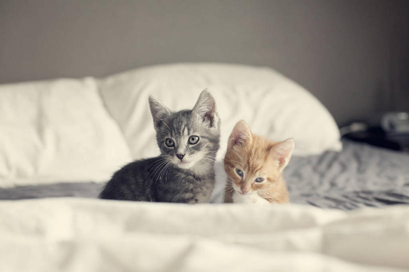 无人,坐,横图,室内,白天,床,卧室,宠物,猫,荷兰,小猫,红色,灰色,动物,两只,家畜,摄影,彩图