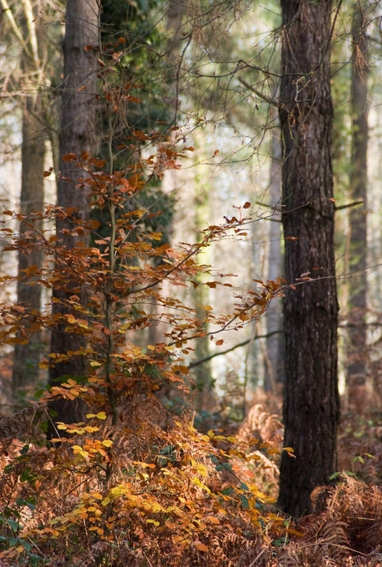 无人,竖图,室外,白天,森林,英国,树,树干,自然,摄影,生长,宁静,山毛榉树,彩图