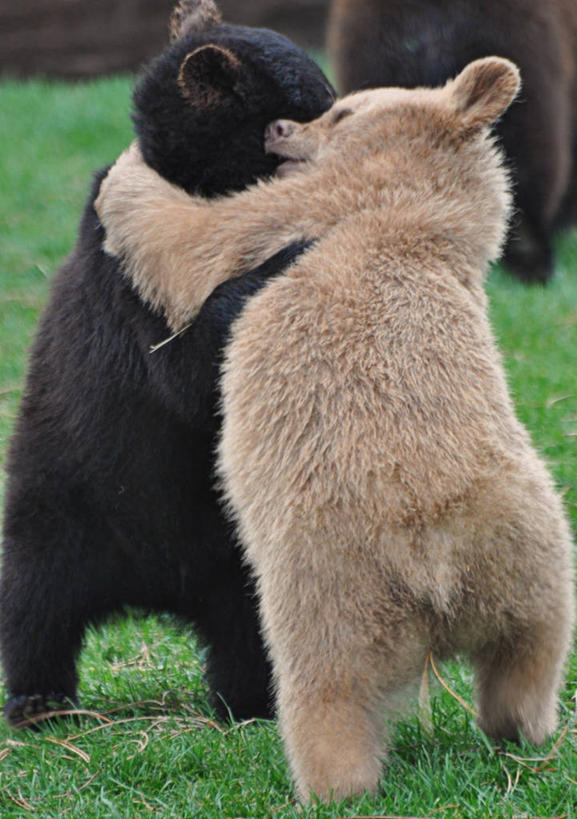 无人,竖图,室外,白天,友谊,野生动物,熊,美国,小熊,草,动物,两只,摄影,南达科他州,拥抱,彩图,爱