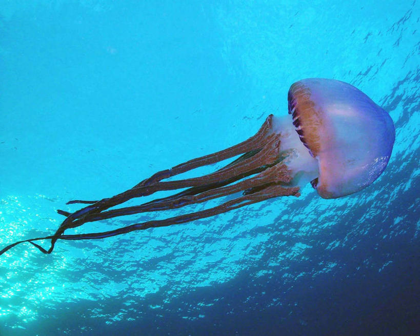 游泳,无人,横图,水下,海洋,美国,波纹,鱼类,摄影,夏威夷群岛,太平洋岛屿,水母,彩图