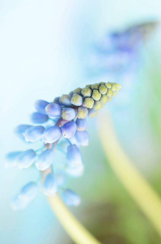 无人,竖图,室外,特写,白天,美景,意大利,盛开,景观,花蕾,花,花瓣,花朵,鲜花,一朵,风景,自然,花苞,花蕊,景色,摄影,脆弱,清新,自然风光,米兰,葡萄风信子,彩图