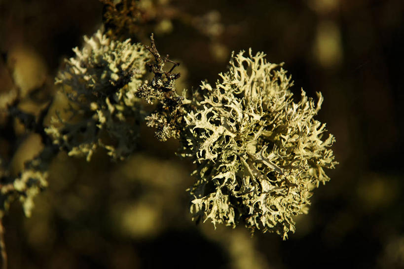 无人,横图,室外,特写,白天,日光,法国,地衣,自然,摄影,生长,彩图