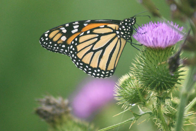 无人,横图,室外,特写,白天,侧面,野生动物,蝴蝶,澳大利亚,花,蓟,摄影,黑脉金斑蝶,授粉,新南威尔士,彩图