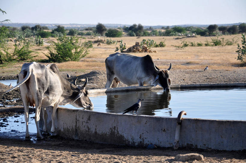 无人,横图,室外,白天,旅游,度假,美景,水,印度,三只,喝,干燥,反射,鸟类,景观,娱乐,树,天空,自然,享受,休闲,景色,放松,摄影,乌鸦,自然风光,拉贾斯坦邦,口渴,印度次大陆,彩图,家牛