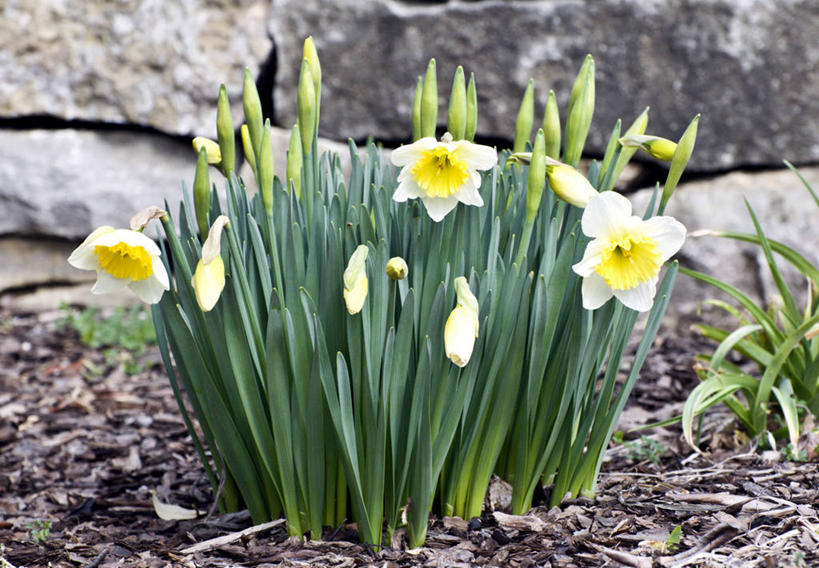 无人,横图,室外,白天,水仙花,美国,花,自然,摄影,生长,清新,田纳西,彩图