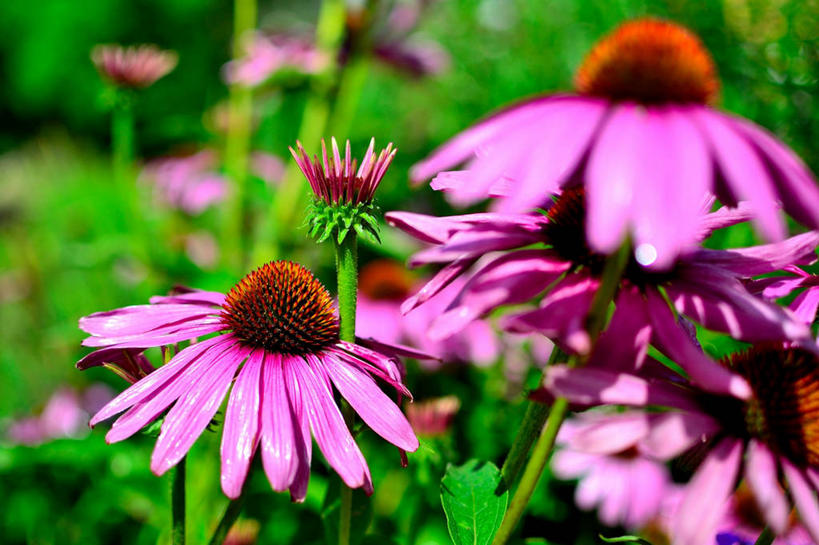 无人,横图,室外,特写,白天,美景,德国,景观,茎,花,花瓣,花朵,自然,景色,摄影,金花菊,生长,脆弱,雄蕊,清新,自然风光,彩图