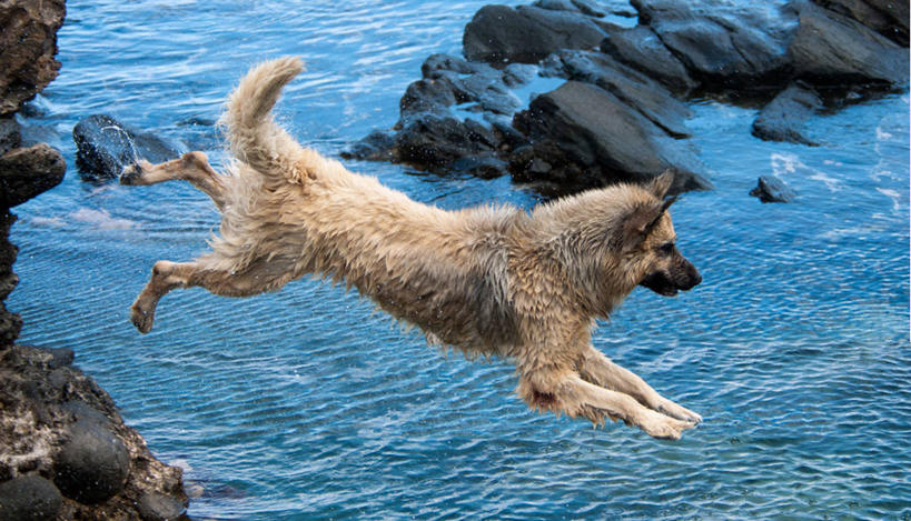 无人,跳,横图,室外,白天,侧面,自由,海洋,宠物,狗,西班牙,湿,半空,飞,自然,家畜,活力,摄影,岩石,彩图