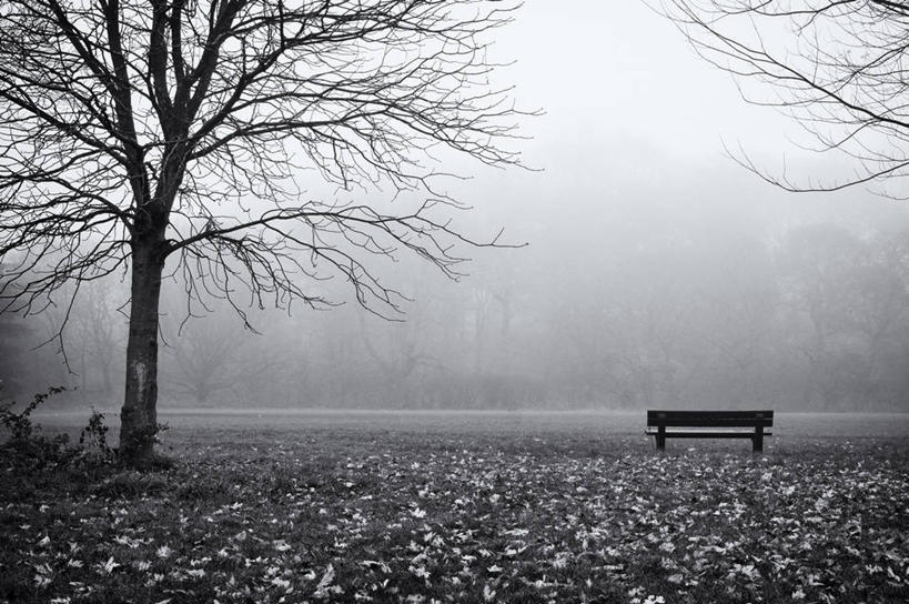 无人,横图,黑白,室外,白天,雾,叶子,英国,长椅,田地,冬天,树,自然,摄影,宁静,独处
