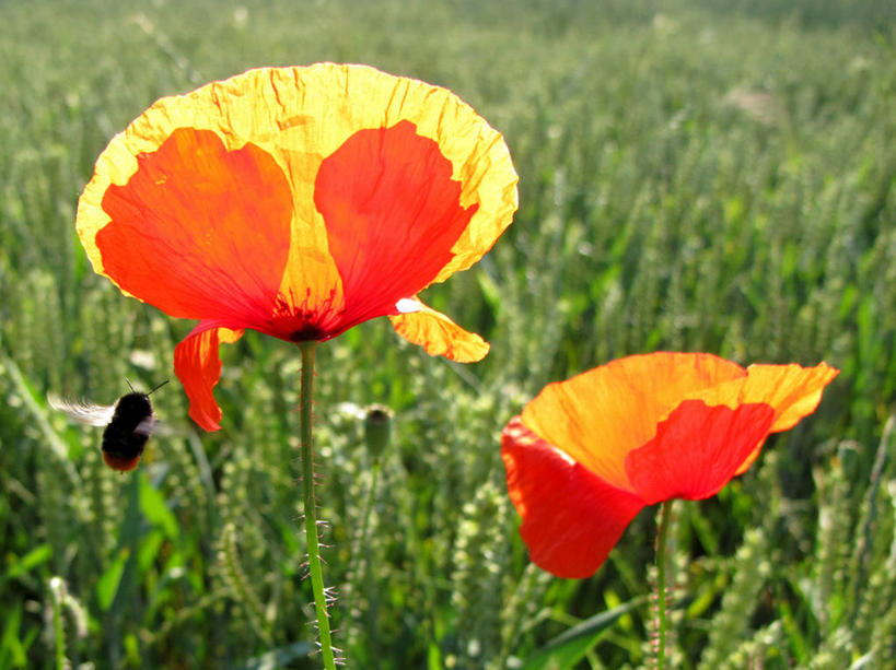 无人,横图,室外,特写,白天,小麦,野生动物,蜜蜂,德国,欧洲,田地,谷类,茎,花,花瓣,自然,摄影,生长,脆弱,西欧,清新,大黄蜂,德意志联邦共和国,巴登.符腾堡,巴登.符腾堡州,巴符州,彩图