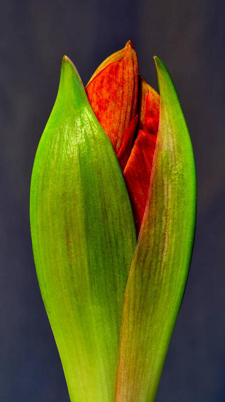 无人,竖图,特写,德国,灰色背景,盛开,花蕾,花,花瓣,花朵,鲜花,一朵,红色,绿色,花苞,花蕊,摄影,孤挺花,脆弱,清新,开端,彩图