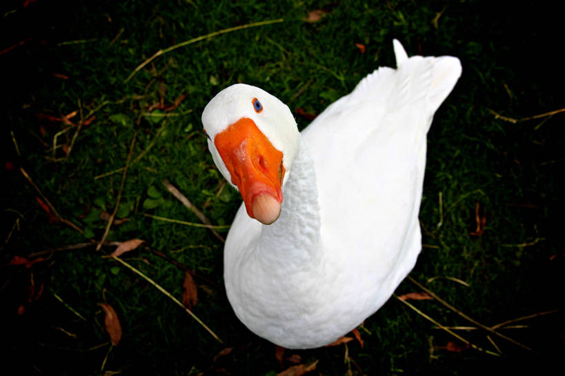 无人,横图,俯视,室外,特写,白天,鹅,野生动物,英国,鸟类,白色,动物,摄影,肖像,贝德福德郡,彩图,高角度拍摄