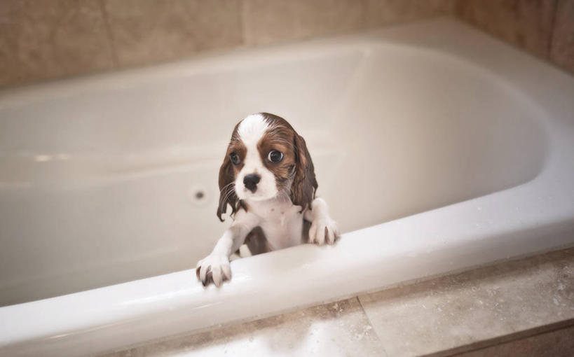 无人,横图,室内,浴室,宠物,狗,美国,动物,浴盆,家畜,摄影,卫生,肖像,斯班尼犬,伊利诺斯州,芝加哥市,查理王小猎犬,彩图