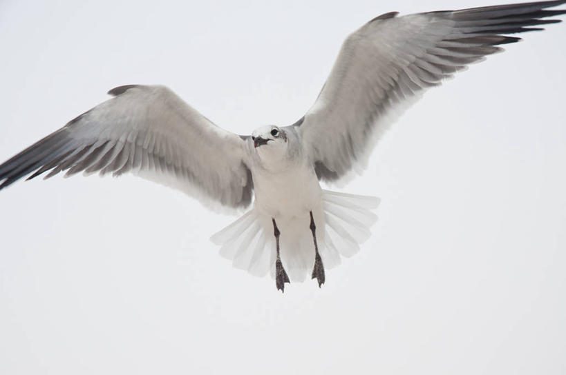 无人,横图,室外,白天,白色背景,自由,海鸥,野生动物,美国,鸟类,注视,飞,观察,看,摄影,观看,察看,关注,阿拉巴马州,彩图