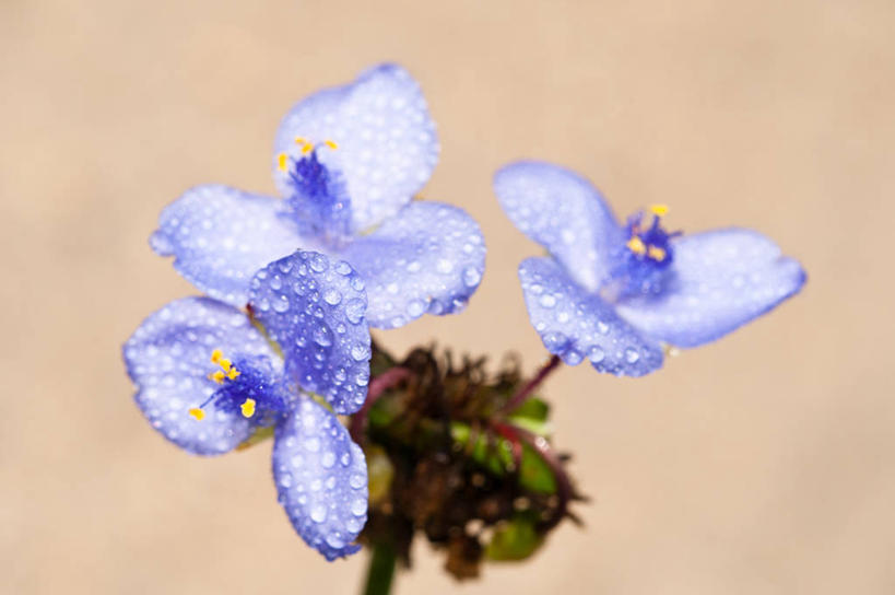 无人,横图,室外,特写,白天,美国,水滴,茎,花,蓝色,摄影,脆弱,清新,纯净,紫露草,紫鸭趾草,鸭趾草,尊崇,阿拉巴马州,彩图