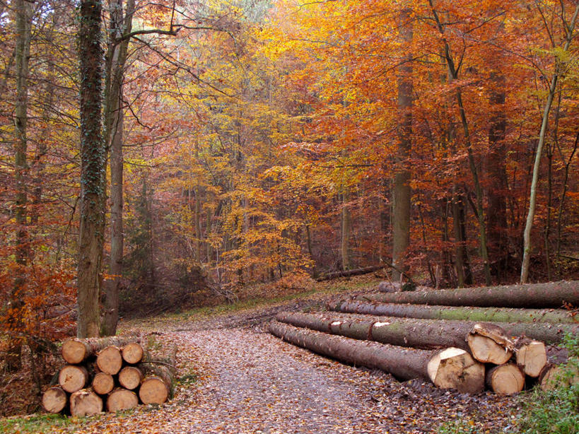 无人,横图,室外,白天,森林,树林,叶子,德国,欧洲,树,树干,黄色,自然,橙色,摄影,宁静,西欧,改变,德意志联邦共和国,巴登.符腾堡,巴登.符腾堡州,巴符州,秋天,彩图