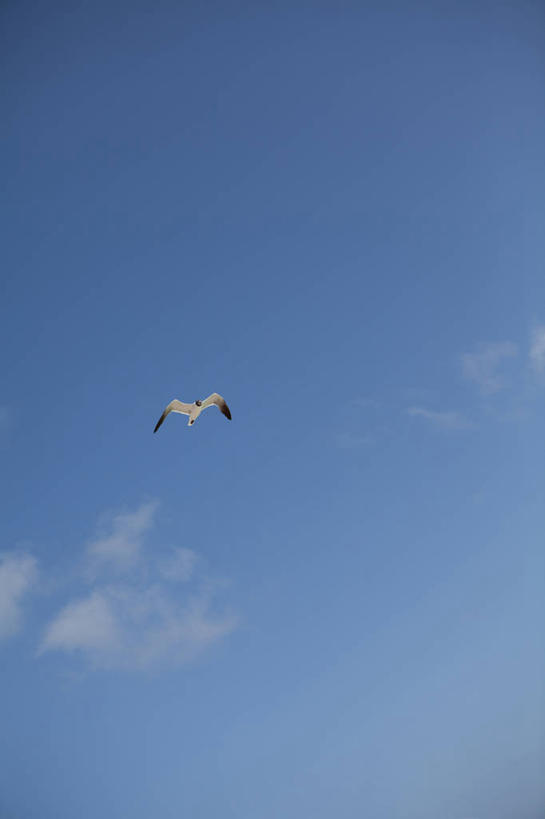 无人,竖图,室外,白天,自由,海鸥,野生动物,古巴,鸟类,半空,飞,摄影,拉丁美洲,万里无云,彩图