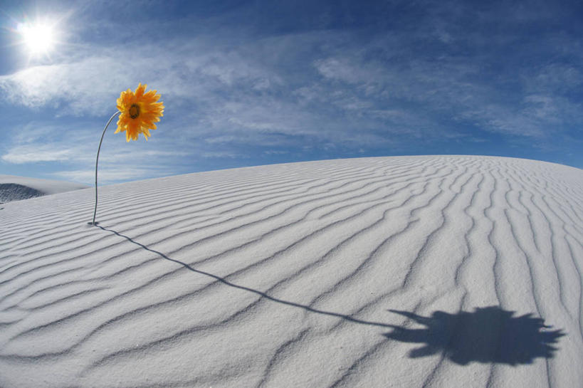 无人,公园,横图,室外,白天,镜头眩光,太阳,向日葵,美国,阴影,盛开,沙子,地形,花蕾,花,花瓣,花朵,鲜花,一朵,天空,自然,花苞,花蕊,摄影,生长,宁静,北美,北美洲,国家公园,脆弱,清新,美洲,新墨西哥,新墨西哥州,北亚美利加洲,亚美利加洲,迷人之地,迷人之州,白沙国家纪念碑,白沙国家公园,阿拉莫戈多,彩图,美利坚合众国