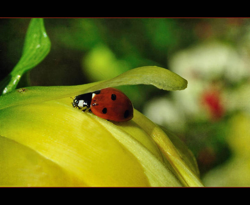 无人,横图,室外,特写,白天,感激,野生动物,瓢虫,美国,新鲜,昆虫,庭院,大丽花,花,花瓣,黄色,菊花,摄影,大理花,保护,隐藏,天竺牡丹,加利福尼亚,大丽菊,吉利,新意,富丽,大方,新颖,彩图,背叛,地瓜花,东洋菊