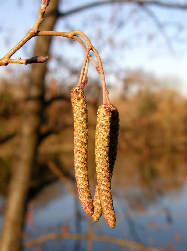 无人,竖图,室外,特写,白天,法国,吊挂,悬挂,种子,枝,挂,树,三个,自然,摄影,生长,埃罗,彩图,褪色柳,贝塞尔