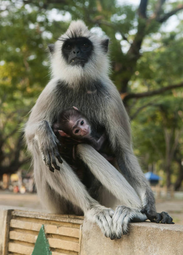 无人,坐,竖图,室外,白天,野生动物,猴子,斯里兰卡,树,自然,动物,两只,摄影,保护,关爱,叶猴,彩图