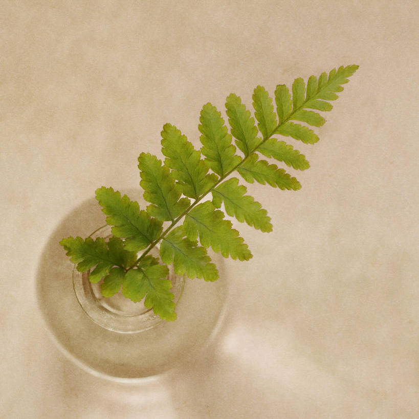 无人,方图,俯视,室内,特写,花瓶,叶子,德国,米色背景,绿色,摄影,蕨类,脆弱,简单,彩图,高角度拍摄