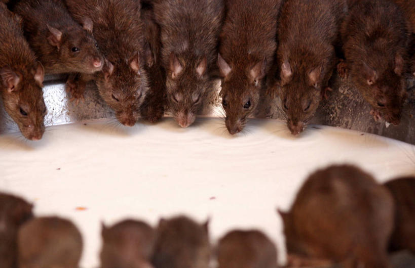 牛奶,无人,横图,室内,野生动物,老鼠,印度,一群,许多,喝,很多,饮料,摄影,拉贾斯坦邦,彩图