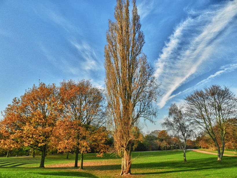 无人,公园,横图,室外,白天,美景,德国,景观,云,树,蓝色,天空,自然,景色,摄影,生长,宁静,自然风光,改变,杜塞尔多夫,秋天,彩图
