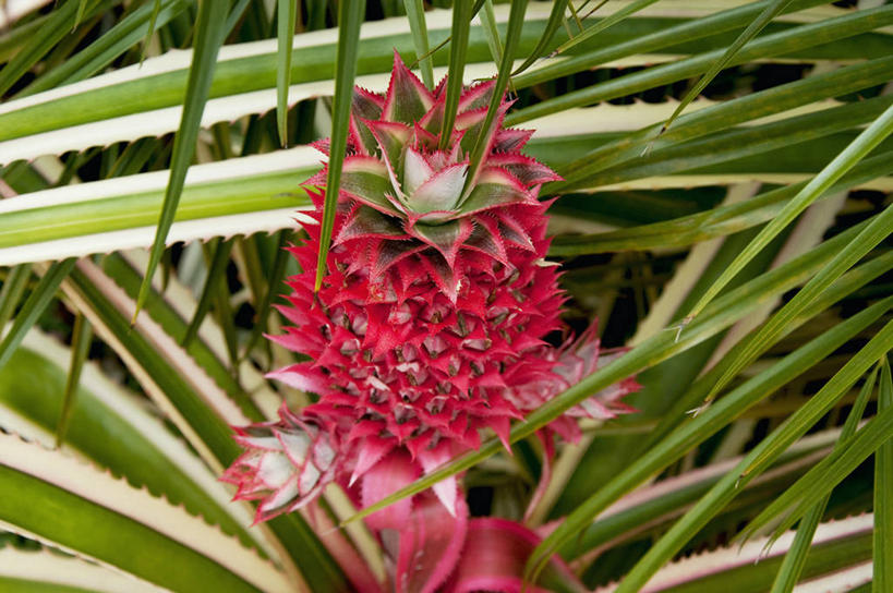 无人,横图,室外,白天,菠萝,叶子,巴西,庭院,树,摄影,生长,清新,健康食物,圣保罗,彩图