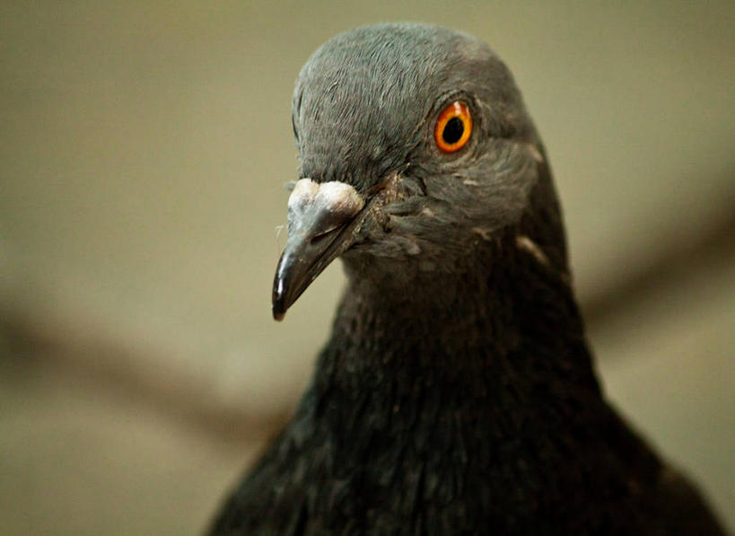 无人,横图,室外,特写,白天,鸽子,野生动物,加拿大,鸟类,摄影,喙,彩图