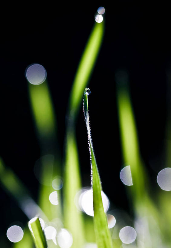 无人,竖图,室外,特写,白天,美国,光线,光芒,黎明,草,自然,摄影,清新,彩图