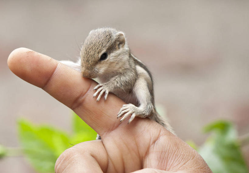 一个人,横图,室内,特写,白天,孟加拉国,印度,亚洲,松鼠,手指,摄影,部分,关爱,南亚,孟加拉人民共和国,彩图