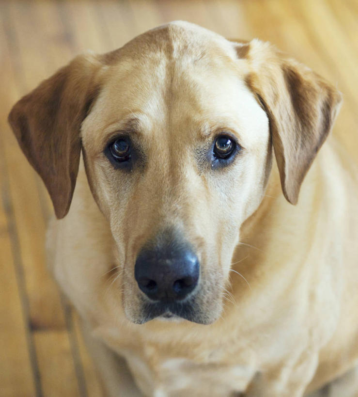 无人,坐,竖图,俯视,室内,特写,白天,宠物,狗,美国,拉布拉多,拉布拉多猎犬,黄色,动物,家畜,可爱,摄影,肖像,拉布拉多犬,忠诚,犬,彩图,高角度拍摄,好奇心