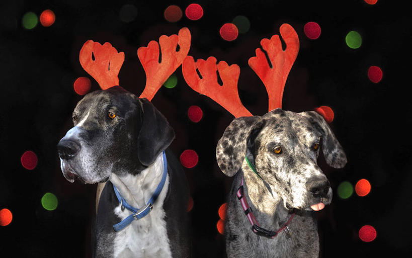 无人,横图,室内,夜晚,宠物,狗,美国,圣诞节,庆祝,动物,两只,家畜,摄影,幽默,照亮,加利福尼亚,鹿角,大丹狗,散焦,彩图,宠物项圈