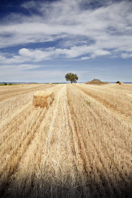 无人,农场,竖图,室外,白天,农业,农作物,美景,西班牙,地形,景观,田地,干草,风景,天空,自然,草垛,景色,摄影,生长,收获,宁静,自然风光,干的,干草垛,彩图
